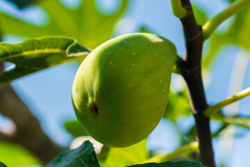 A green fig branch against the background of the clear blue sky. Good appetite!
