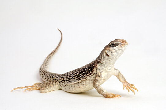 Desert iguana / W&uuml;stenleguan (Dipsosaurus dorsalis) 