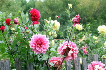 ping garden flowers