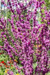 Beautiful pink flowers on the branches of tree with selective focus. Creative processing in light key