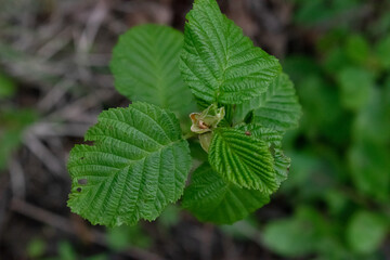 twig of alder, the leaves close up