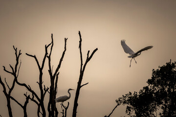 birds in the sunset