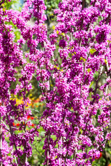 Fototapeta premium Beautiful pink flowers on the branches of tree with selective focus. Creative processing in light key