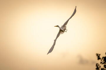 seagull in flight