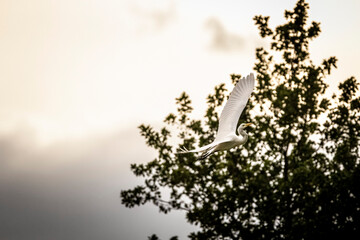 silhouette of a tree