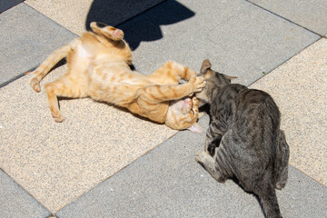 Gatos jugando
