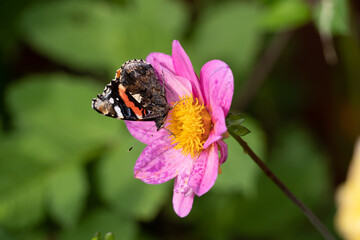 Close up Macro of Bumble Bee Pollinating British Wildflowers