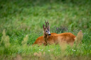 antelope in the grass