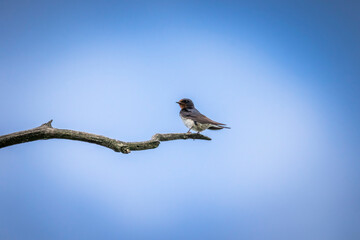 bird on a branch