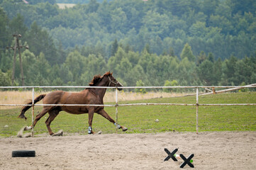 koń © Izabela