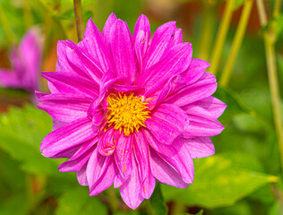 Brightly Coloured Orange and Purple and Yellow Large headed wildflower