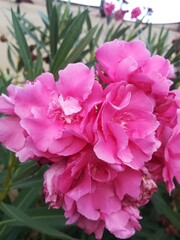 pink rose bush