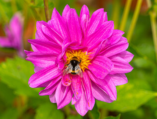 Close up Macro of Bumble Bee Pollinating British Wildflowers