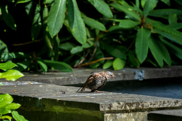 Exhausted Small Wild  Bird After Taking Bath