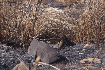 uma floresta depois de ter sido queimada e desmatada
