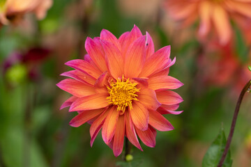 Brightly Coloured Orange and Purple and Yellow Large headed wildflower