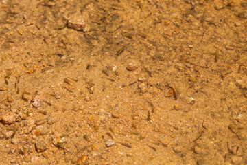 An empty, rotten tree, its trunk green and twisted with age in forest.