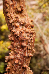 Abstract tree bark china