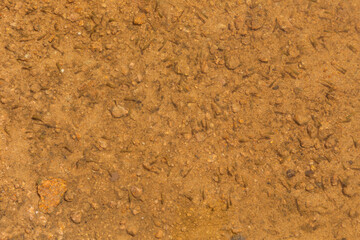 An empty, rotten tree, its trunk green and twisted with age in forest.