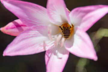 Bumblebee collects nectar in a purple Lily flower
