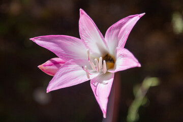 Bumblebee collects nectar in a purple Lily flower