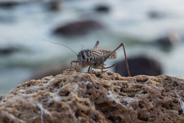 close up of a cricket