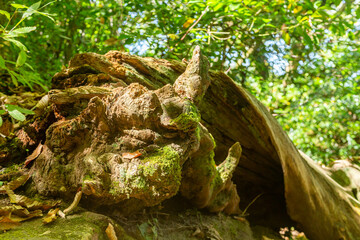 An empty, rotten tree, its trunk green and twisted with age in forest.