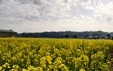Obraz premium field of Rapeseed,field of yellow flowers,beautiful village landscape.