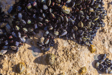 A colony of small live mussels on rocks on the ocean.