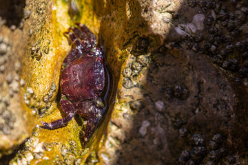 a small red crab is sitting in a puddle on a rock