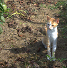 chaton roux en promenade dans le jardin