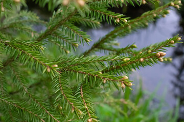 Christmas tree branch, needles close-up on the background of water
