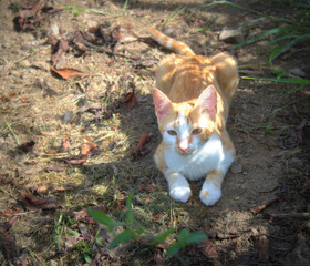 chaton roux en promenade dans le jardin