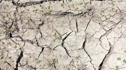 texture of dried cracked surface layer of the earth