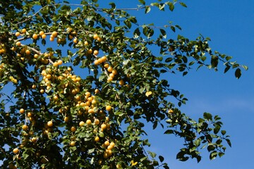 Fototapeta na wymiar yellow fruits of ripe fruits on green branches against blue sky