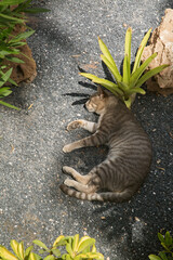 street cat resting in the shade among the greenery