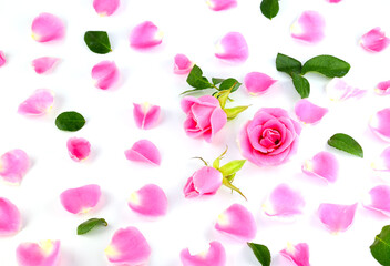 Rose blooming pink and petals on a white background.