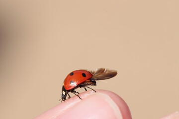 Ladybug spreads its wings sitting on a human finger.