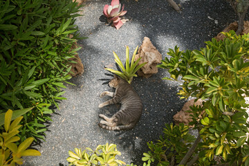 street cat resting in the shade among the greenery