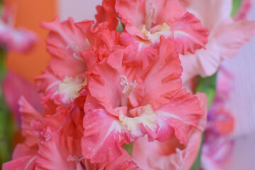 gladiolus pink flower close up