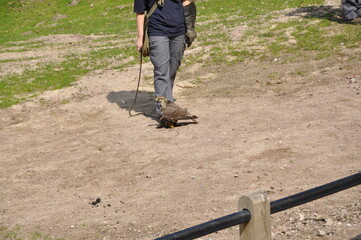 buzzard