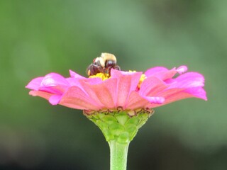bee on pink zinnia flower 