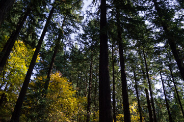 Pine Trees and Broadleaves with Colorful Foliage at Westmoreland Park Nature Playground in Portland, Oregon, USA