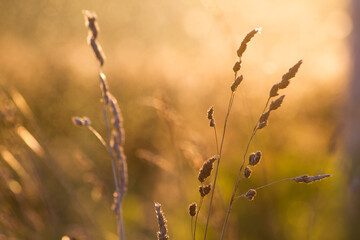 Meadow cereals and branches in light of sun on summer day