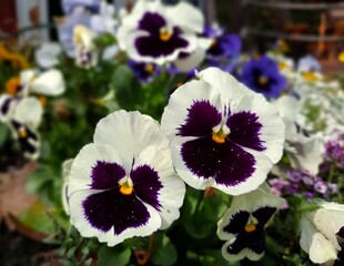 pansy flowers in the garden