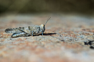 SALTAMONTES SOBRE PIEDRA GRIS Y ROJA