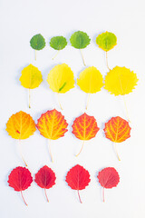 Fototapeta na wymiar Autumn flat lay: green, yellow and red leaves are arranged by color. Natural gradient. View from above.