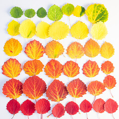 Autumn flat lay: green, yellow and red leaves are arranged by color. Natural gradient. View from above.
