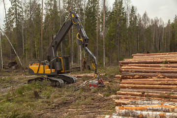 Industrial harvester cutting wood in a pine forest
