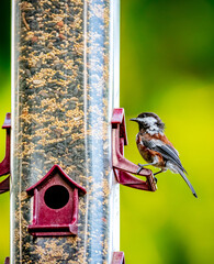 black headed grosbeak on feeder